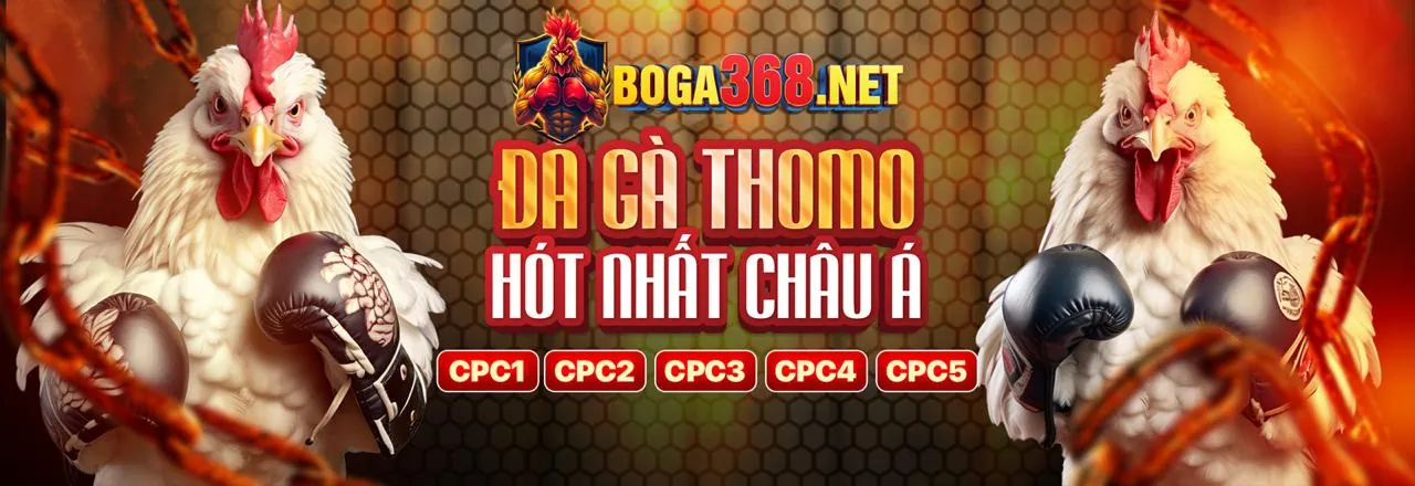 Gà chiến dũng mãnh trên sàn đấu daga 6789